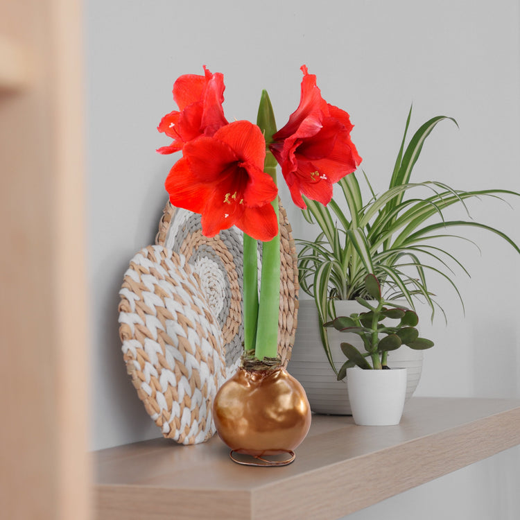 1-Piece Metallic Bronze Waxed Amaryllis