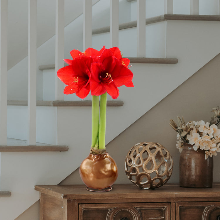 1-Piece Metallic Bronze Waxed Amaryllis