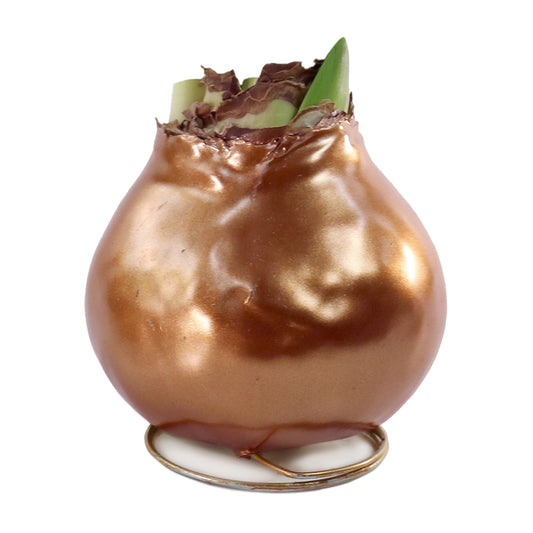 1-Piece Metallic Bronze Waxed Amaryllis