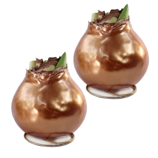 2-Piece Metallic Bronze Waxed Amaryllis