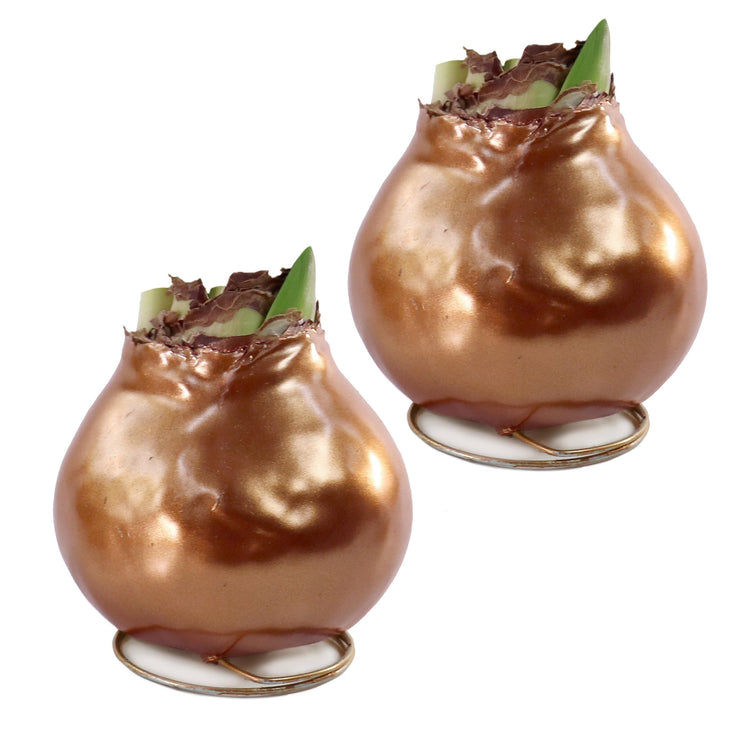 2-Piece Metallic Bronze Waxed Amaryllis
