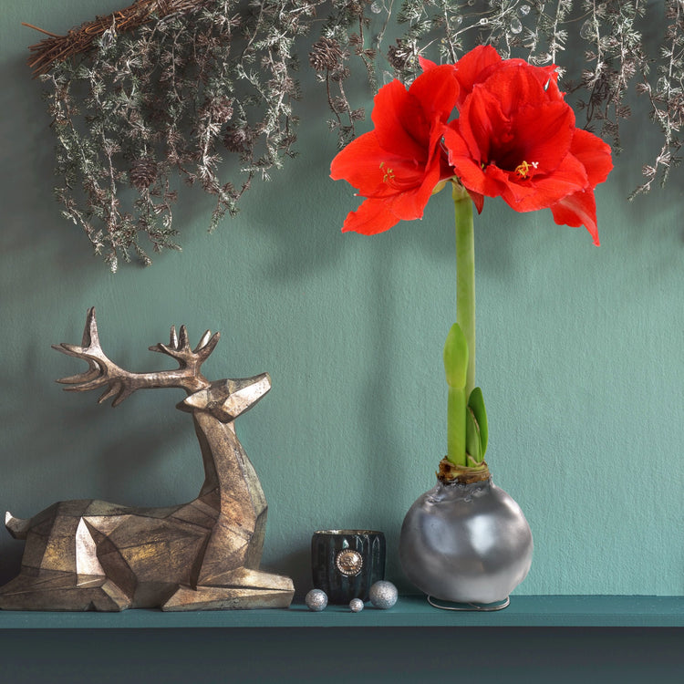 1-Piece Metallic Silver Waxed Amaryllis