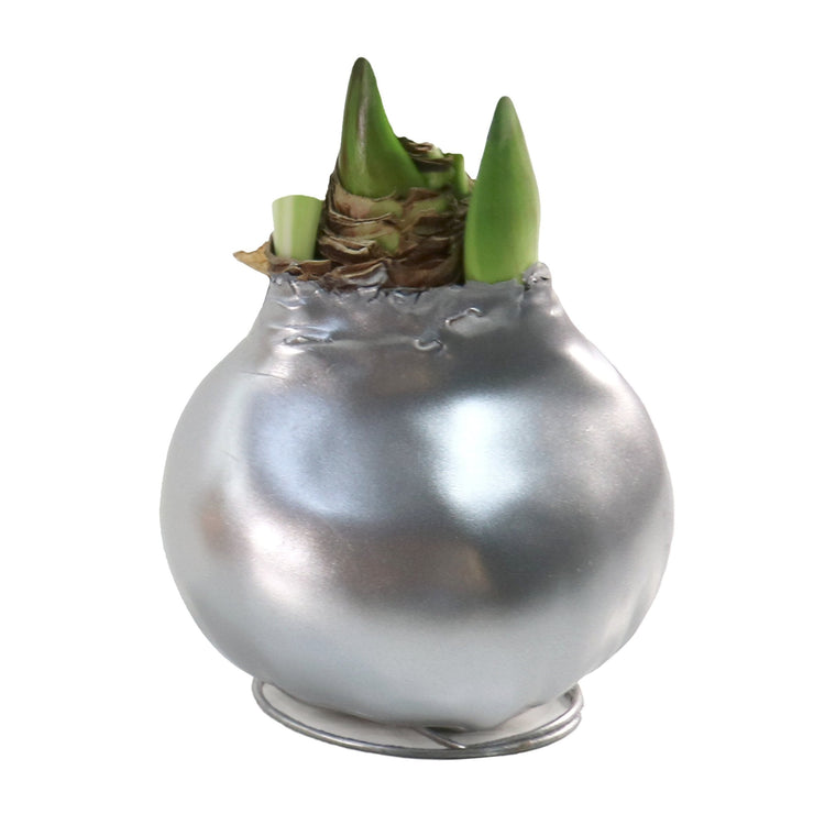 1-Piece Metallic Silver Waxed Amaryllis