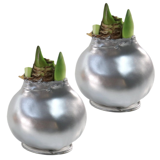 2-Piece Metallic Silver Waxed Amaryllis