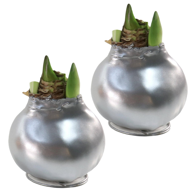 2-Piece Metallic Silver Waxed Amaryllis