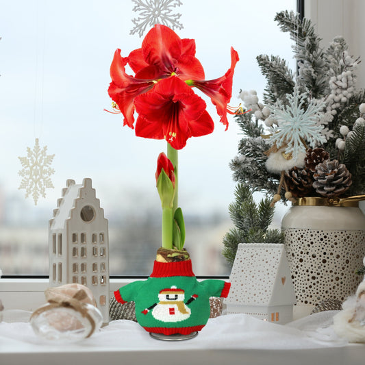 4-Piece Waxed Amaryllis w/Snowman Sweater