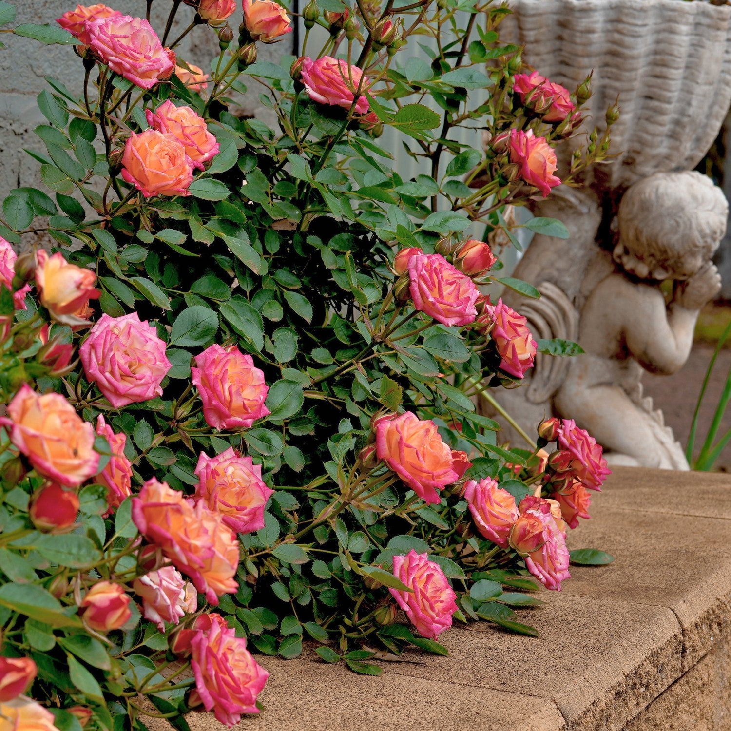 Pink roses with green leaves in front of a stone statue