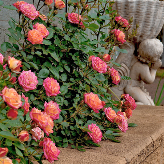 Collage of pink, purple, and orange roses with green leaves.