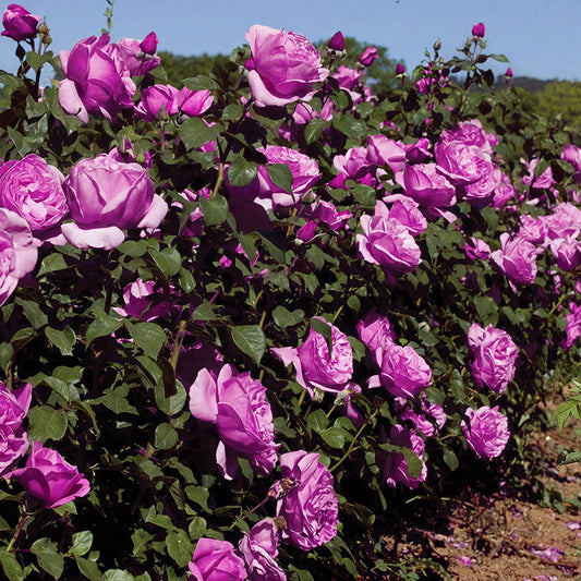 Collage of pink, purple, and orange roses with green leaves.