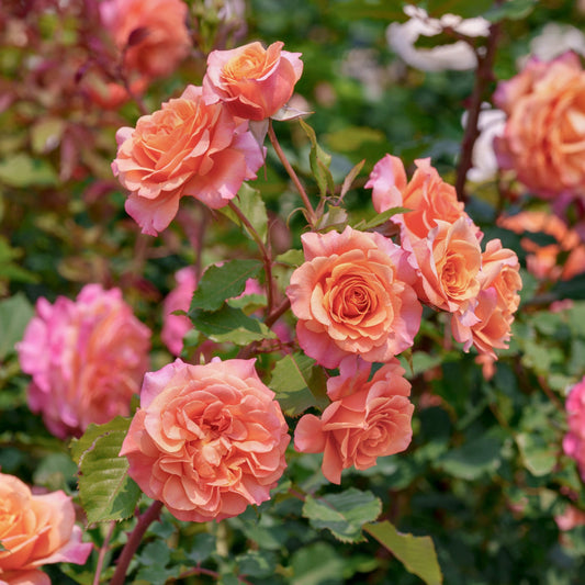 Collage of pink, purple, and orange roses with green leaves.
