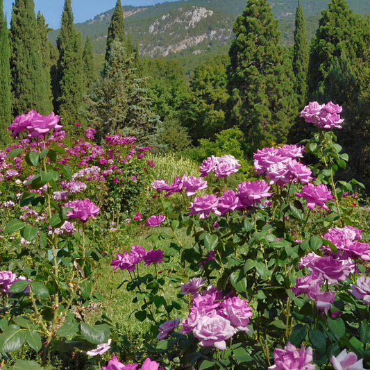 Collage of pink, purple, and orange roses with green leaves.