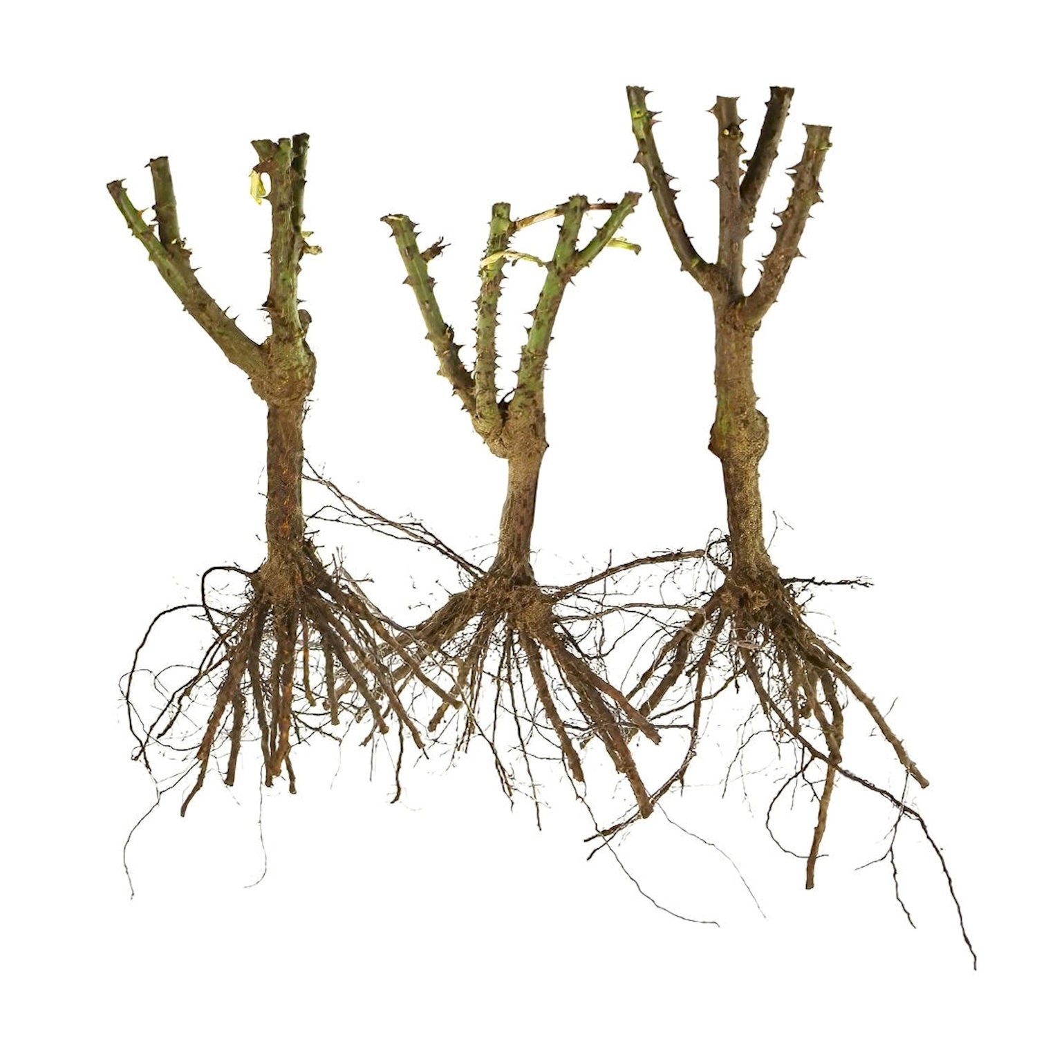 Three tree trunks with branches and roots on a white background