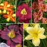 5-Piece Rainbow Daylily Collection