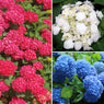 3-Piece Red, White & Blue Hydrangeas