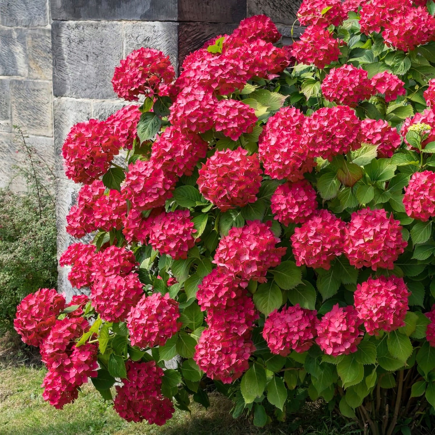 Bouquet of pink hydrangeas in front of a stone wall