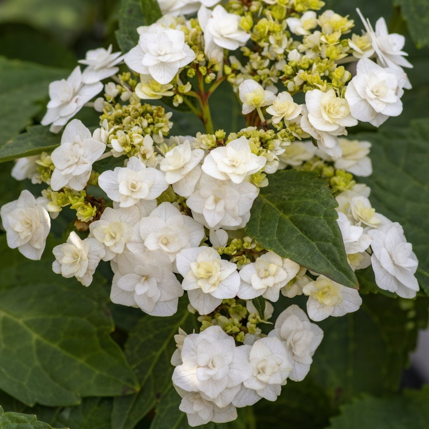 Close-up of white flowers with green leaves