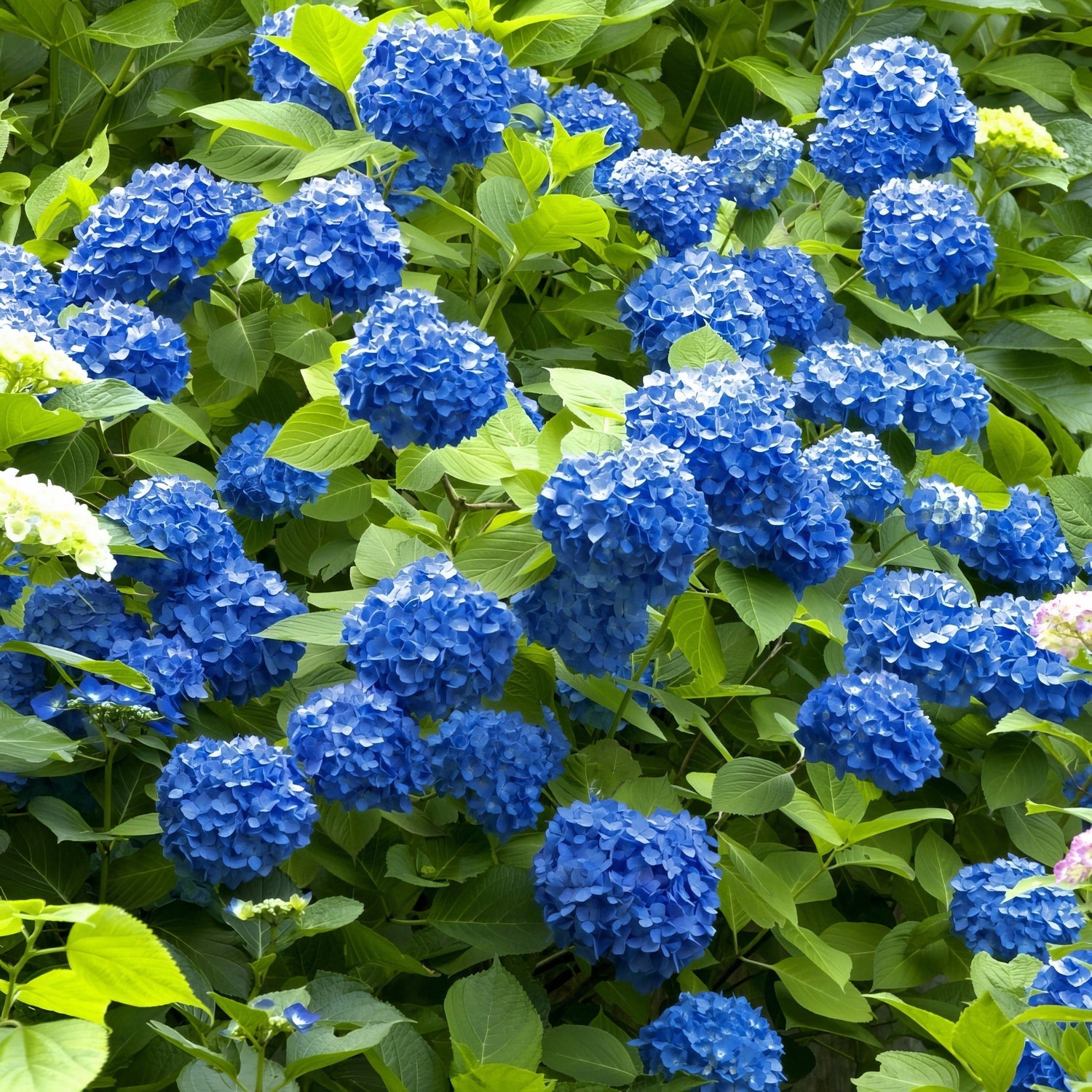 Blue hydrangeas with green leaves in a garden setting