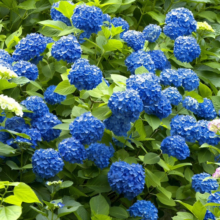 Blue hydrangeas with green leaves in a garden setting
