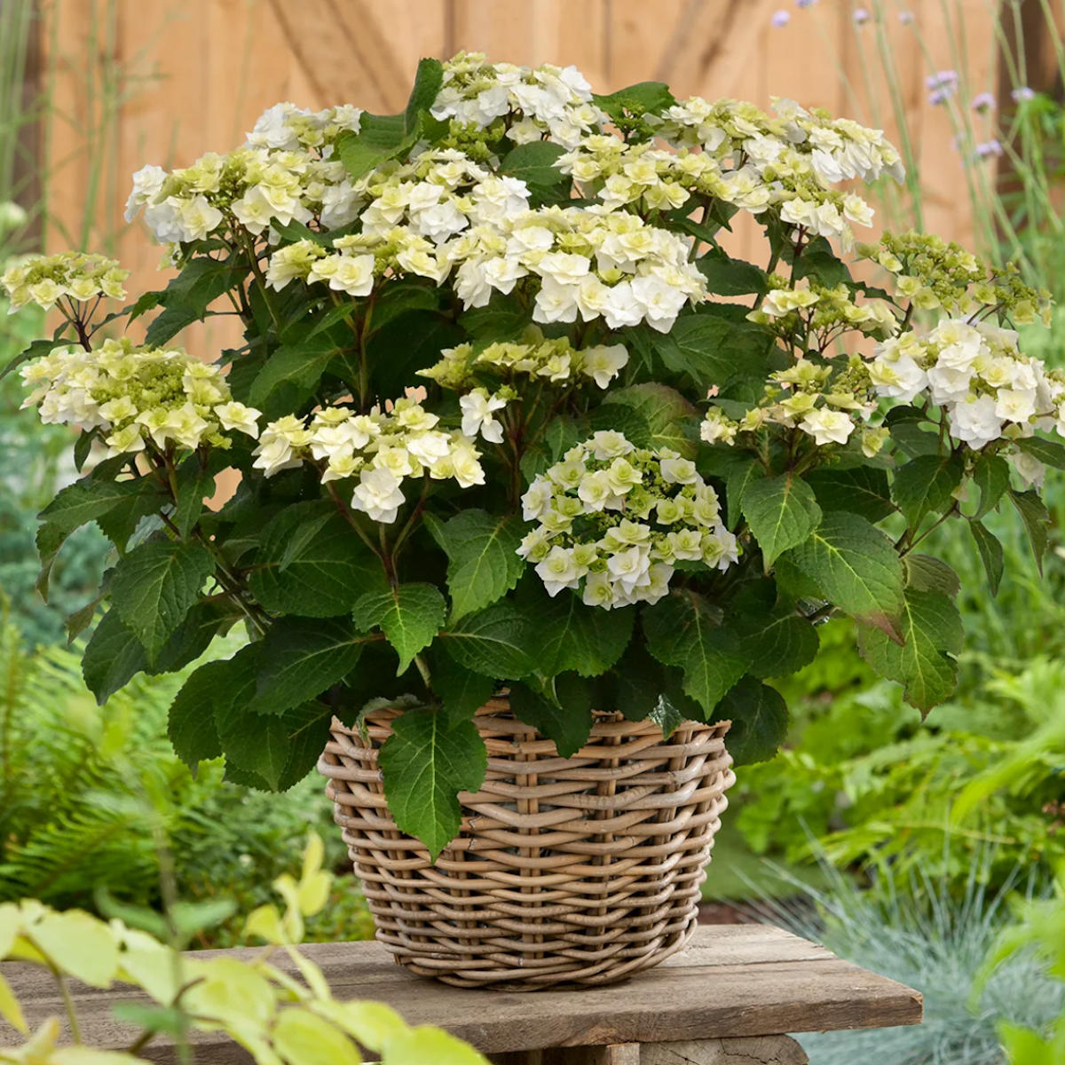 Potted plant with white and green flowers on a wooden surface in a garden setting