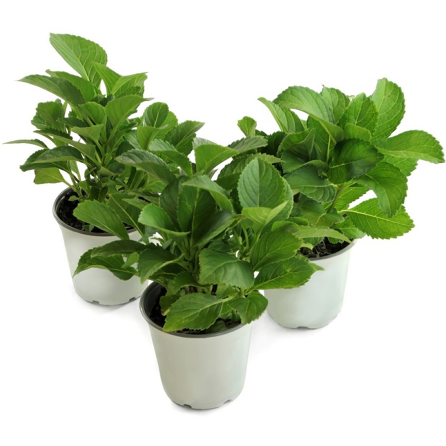 Three potted plants with green leaves on a white background