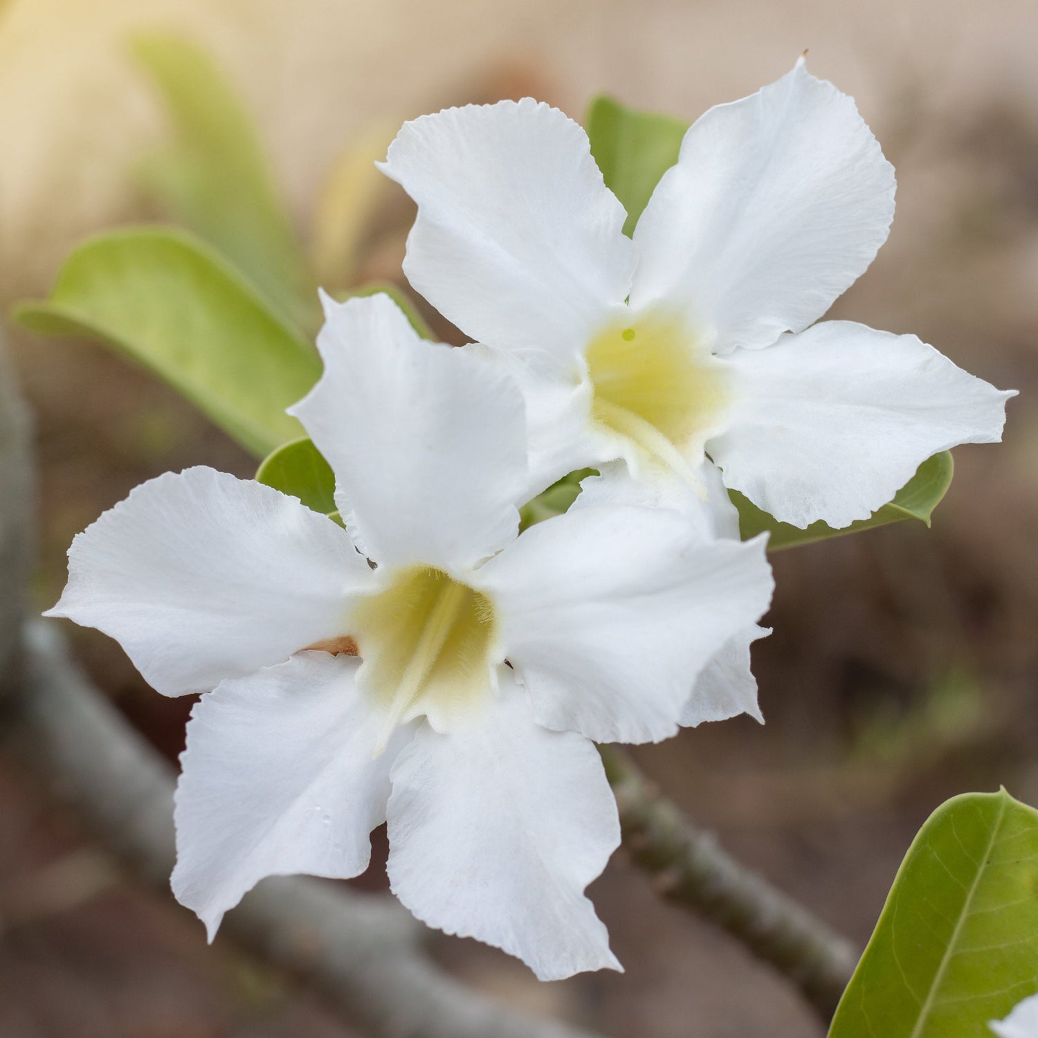 Close-up of a white flower with a blurred natural background