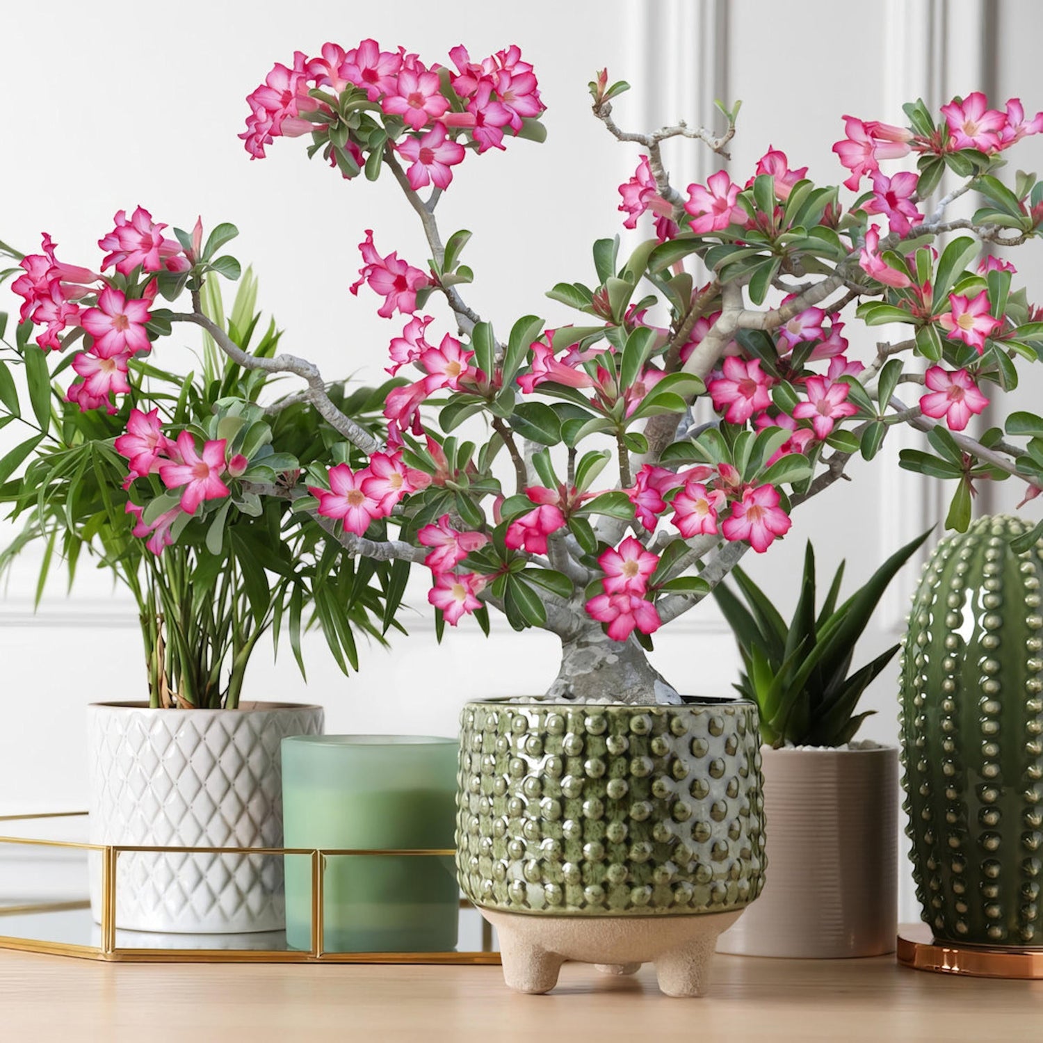 Potted plants with pink flowers on a light-colored surface