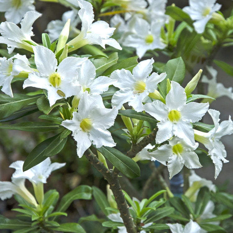 Close-up of white flowers with green leaves