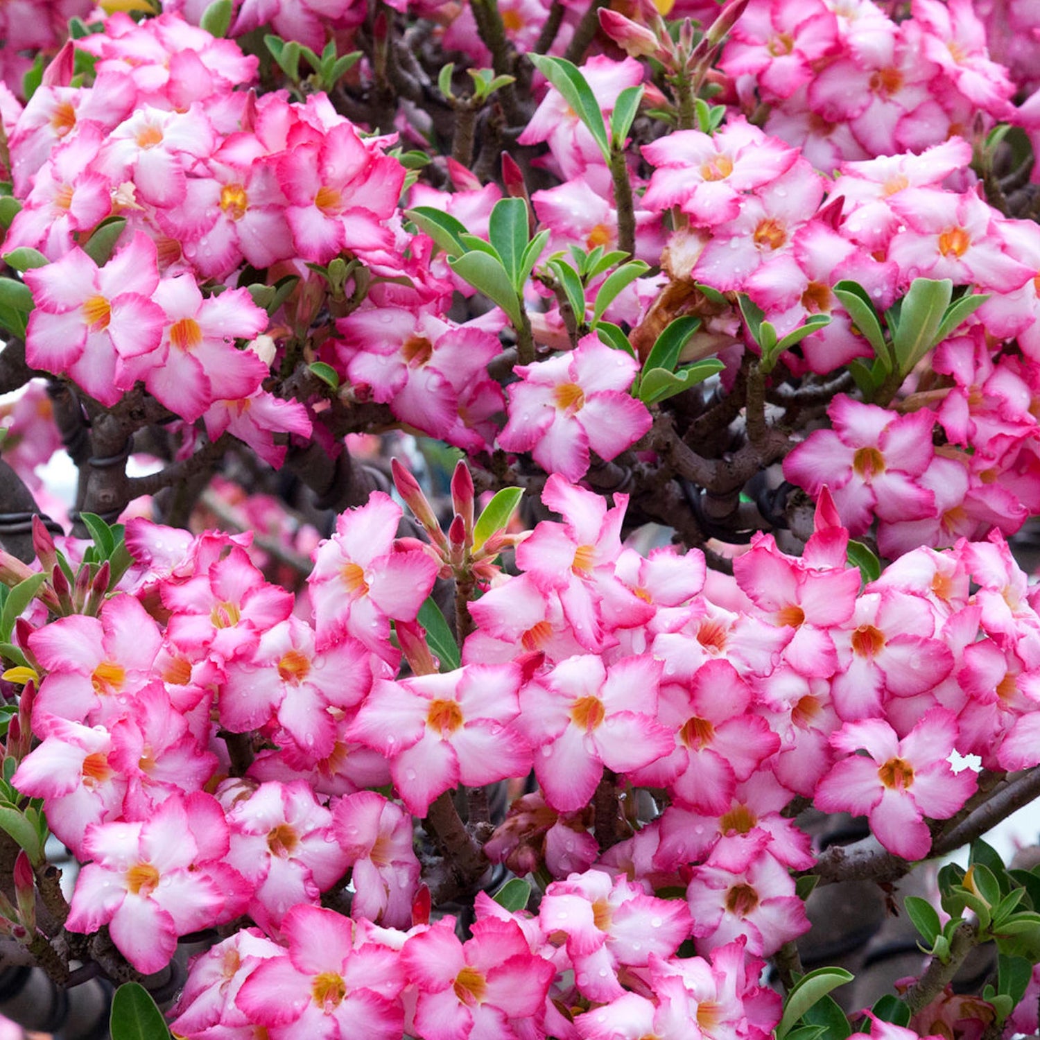 Close-up of pink flowers with green leaves