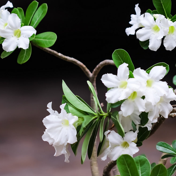 White flowers with green centers on a branch against a dark background