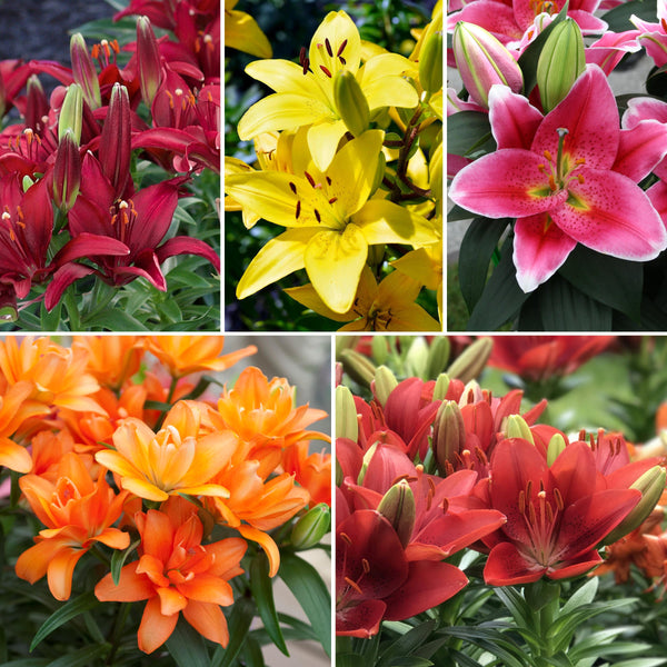 70 Days of Color Lily Mix