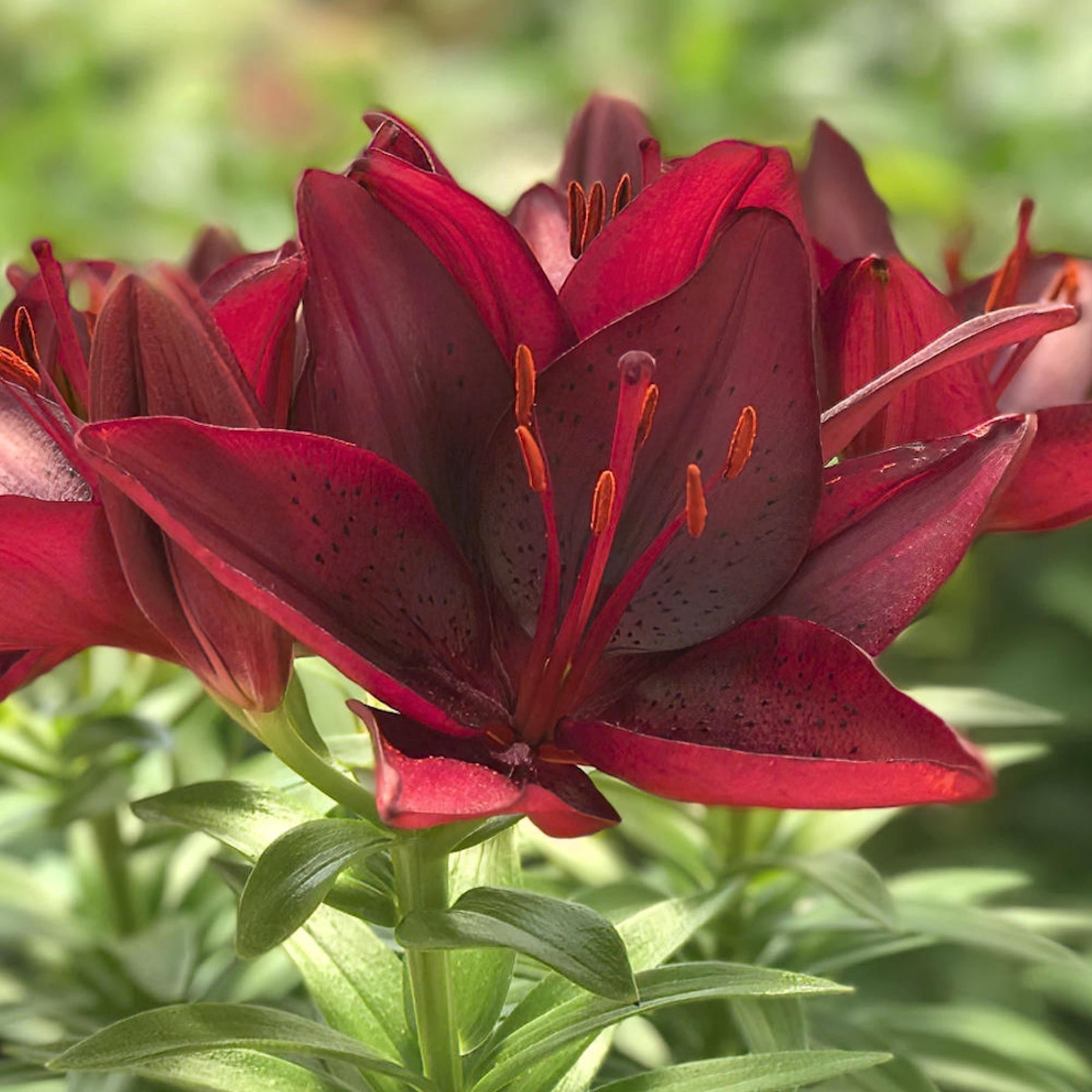 70 Days of Color Lily Mix