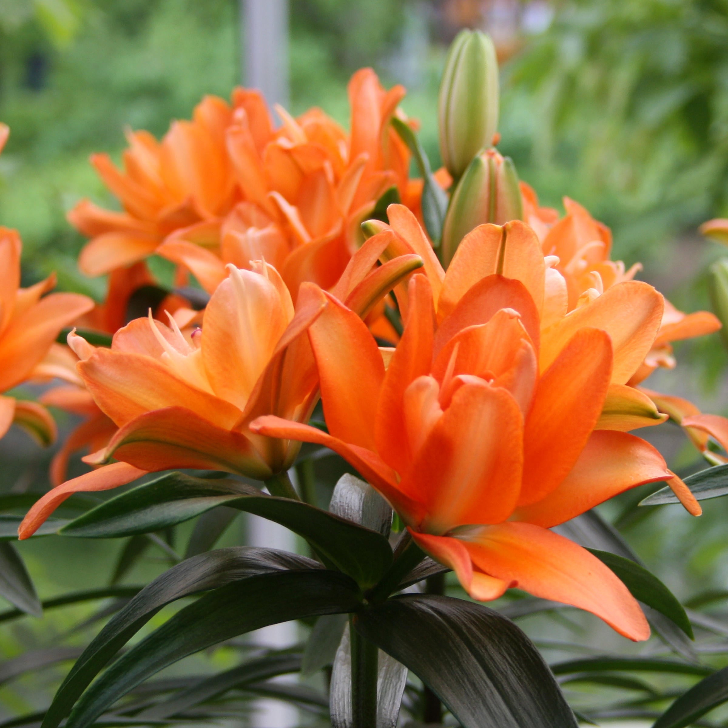 70 Days of Color Lily Mix