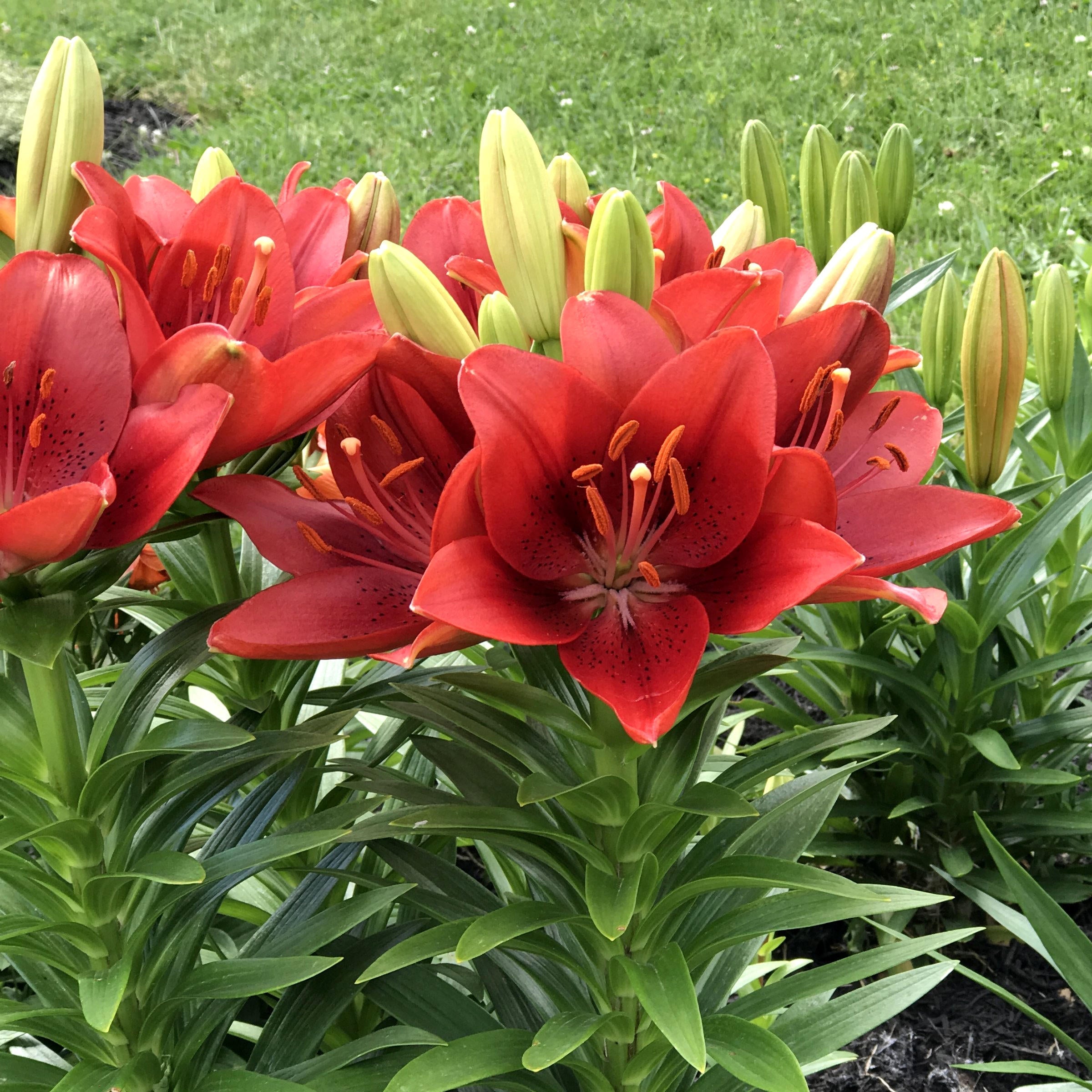 70 Days of Color Lily Mix