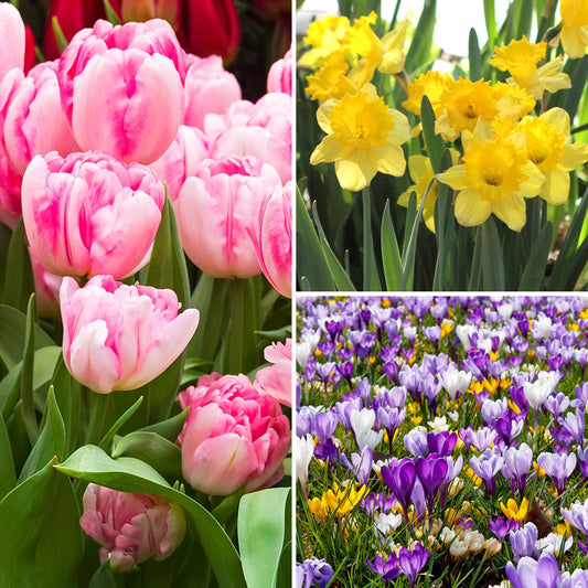 55-Piece Spectacular Spring Bulb Garden