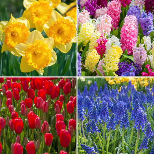 45-Piece Carnival of Colors Bulb Garden