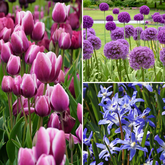 40-Piece Decadent Spring Bulb Garden