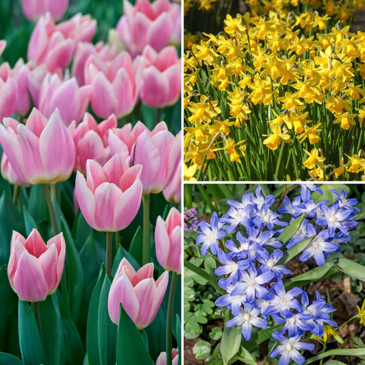 60-Piece Springtime Favorites Bulb Garden