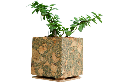 Square cork planter with a plant on a white background