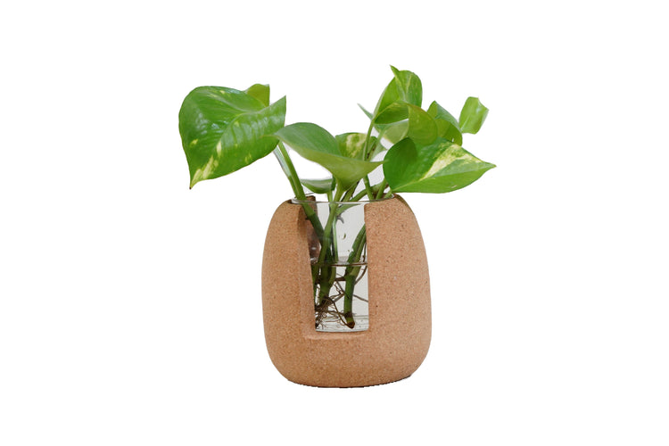 Cork planter with a green plant on a white background