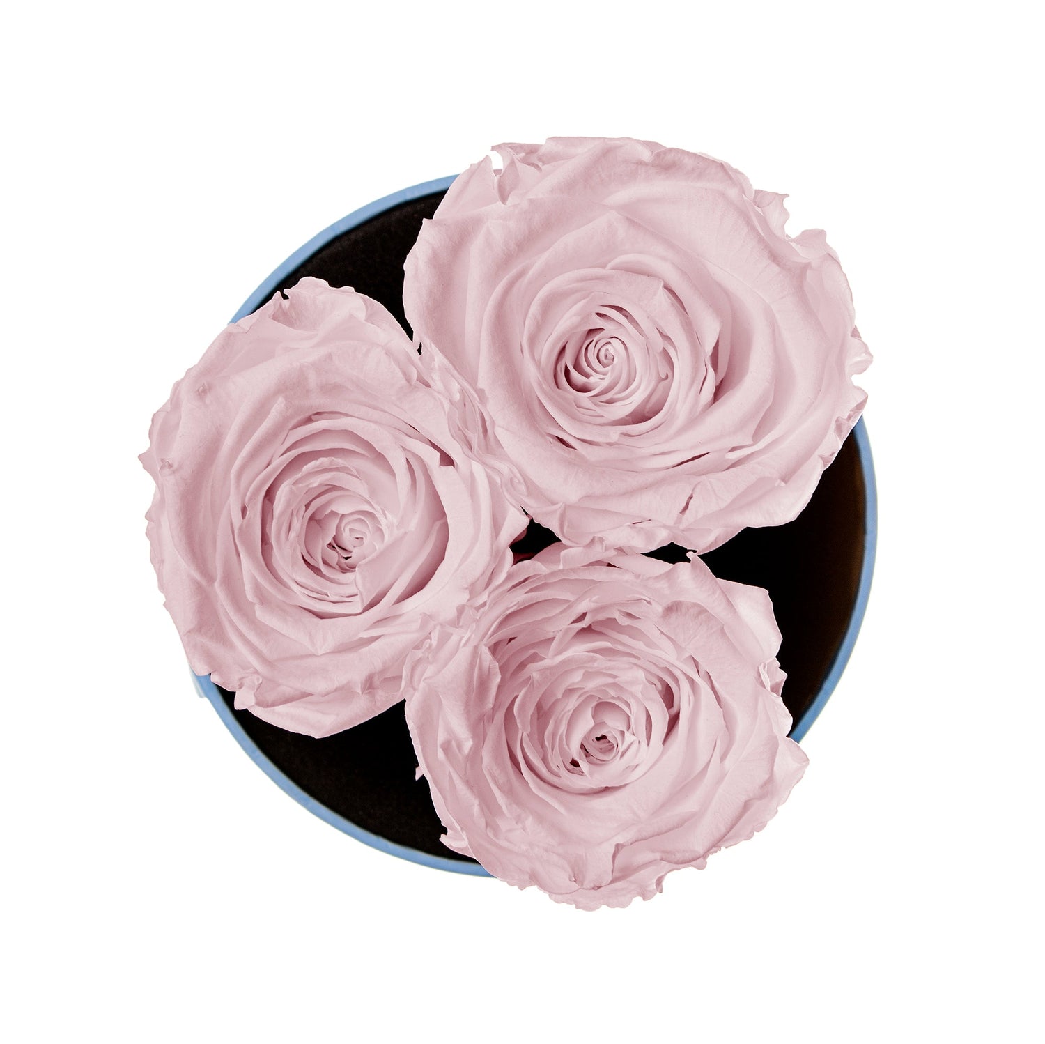 Three pink roses in a black box on a white background