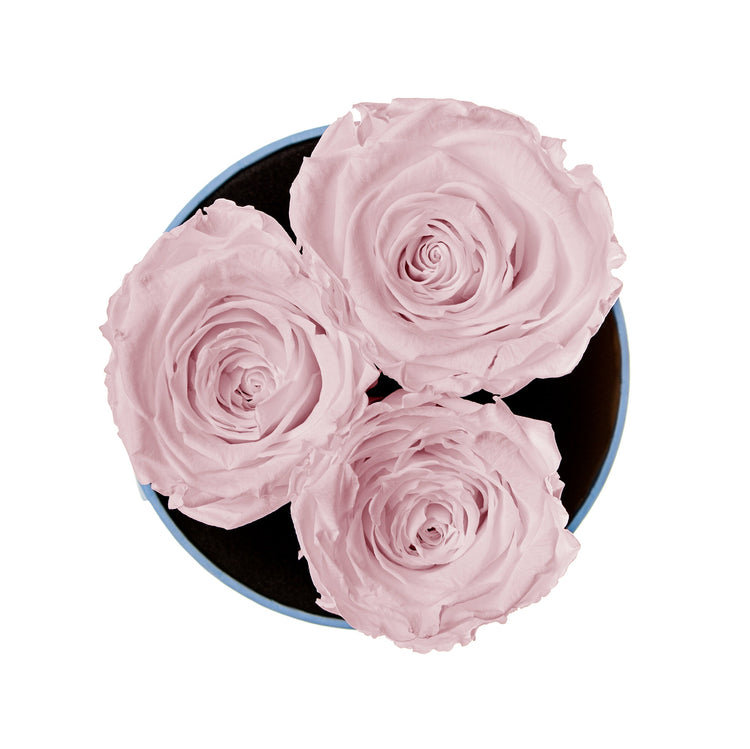 Three pink roses in a black box on a white background