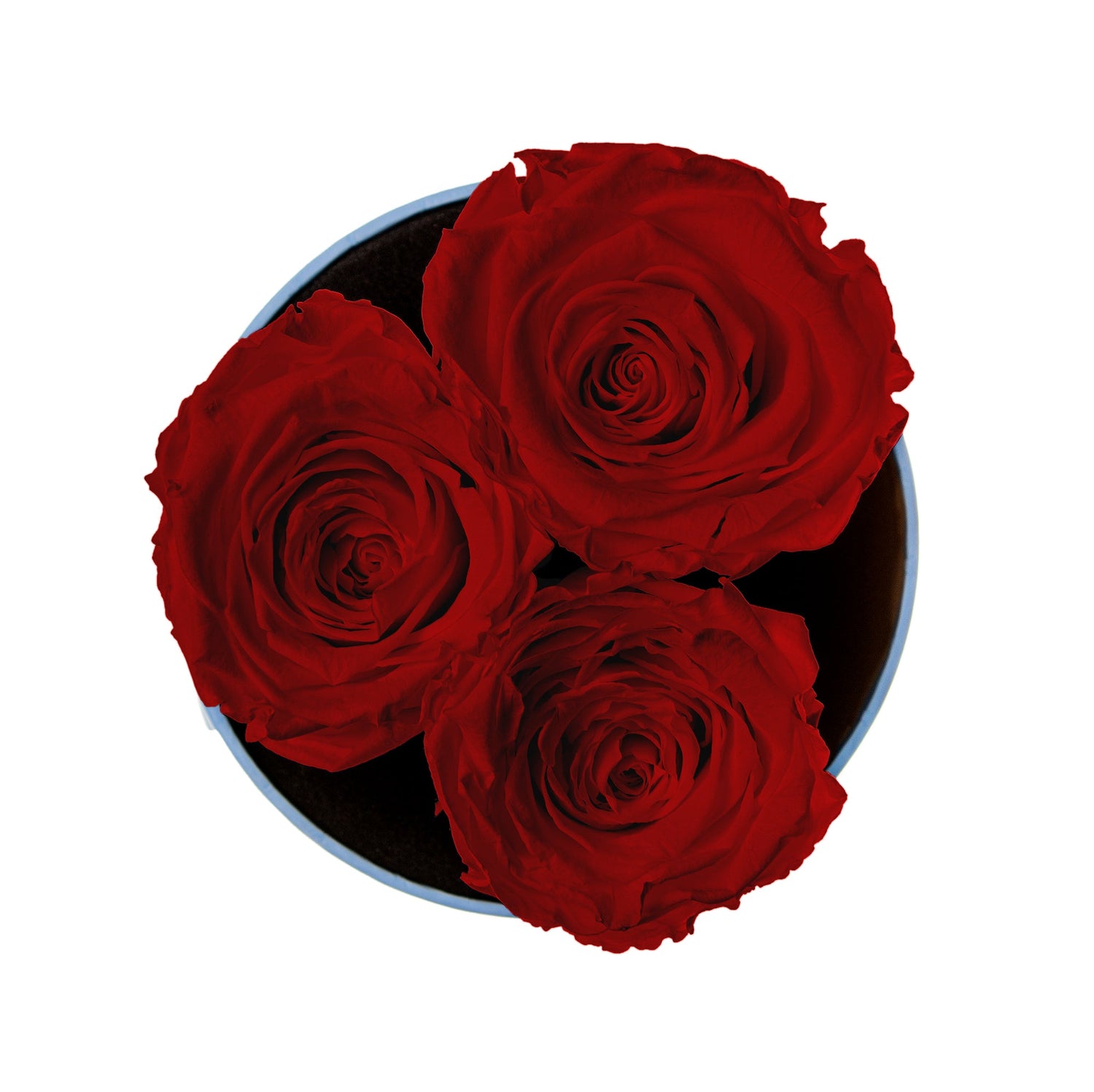 Three red roses in a black box on a white background
