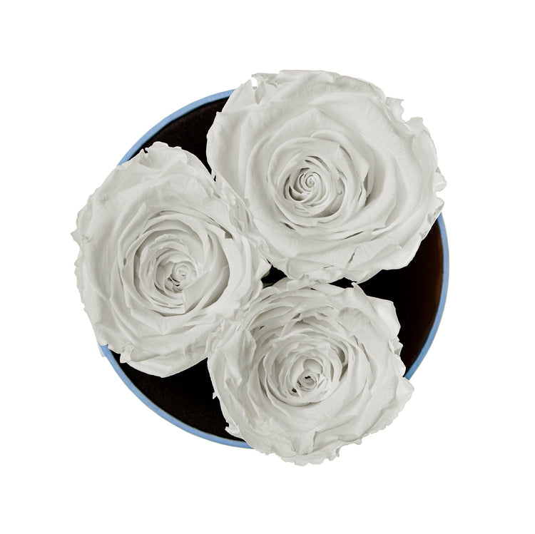 Three white roses in a black round container on a white background