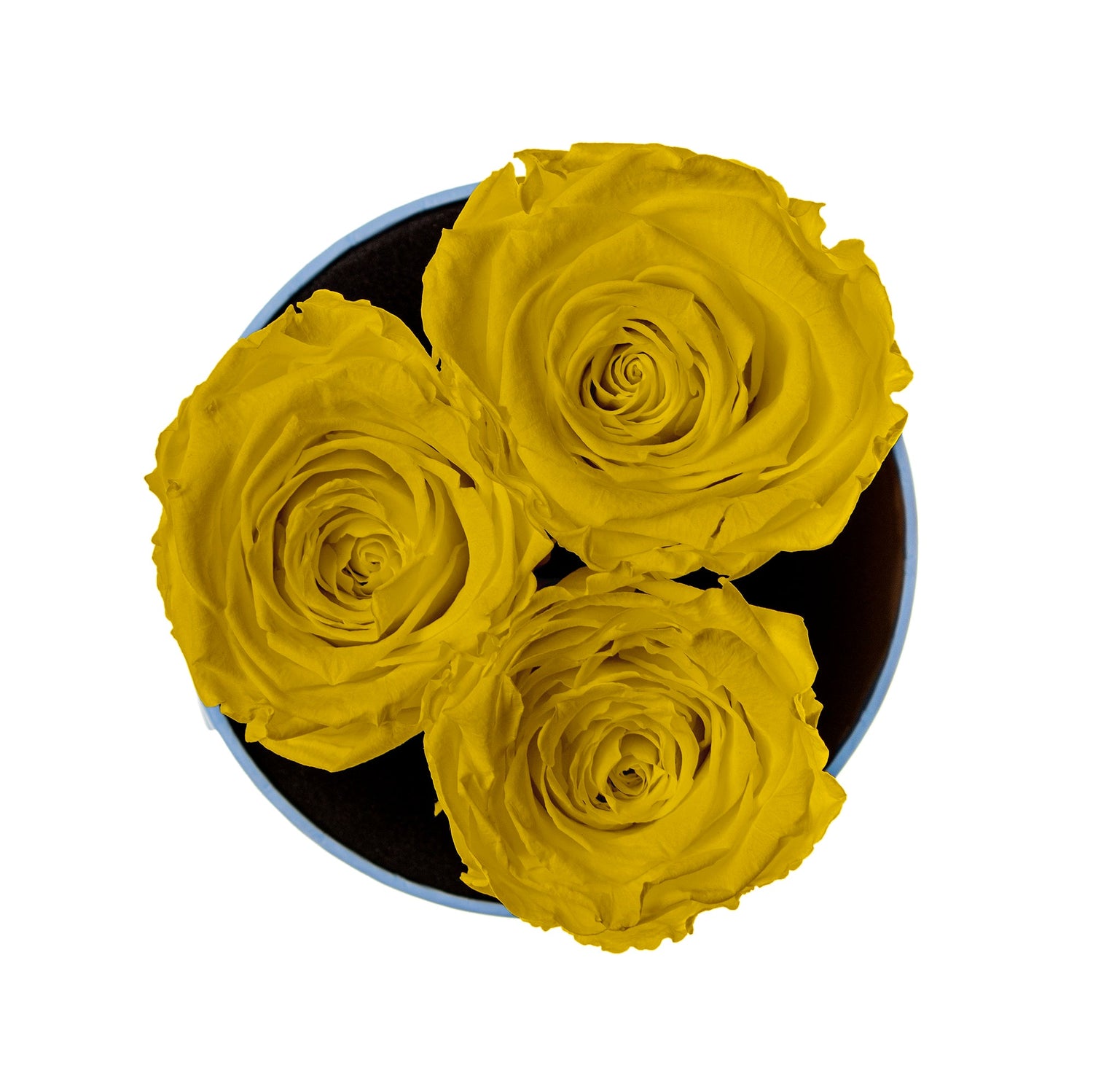 Three yellow roses in a black container on a white background