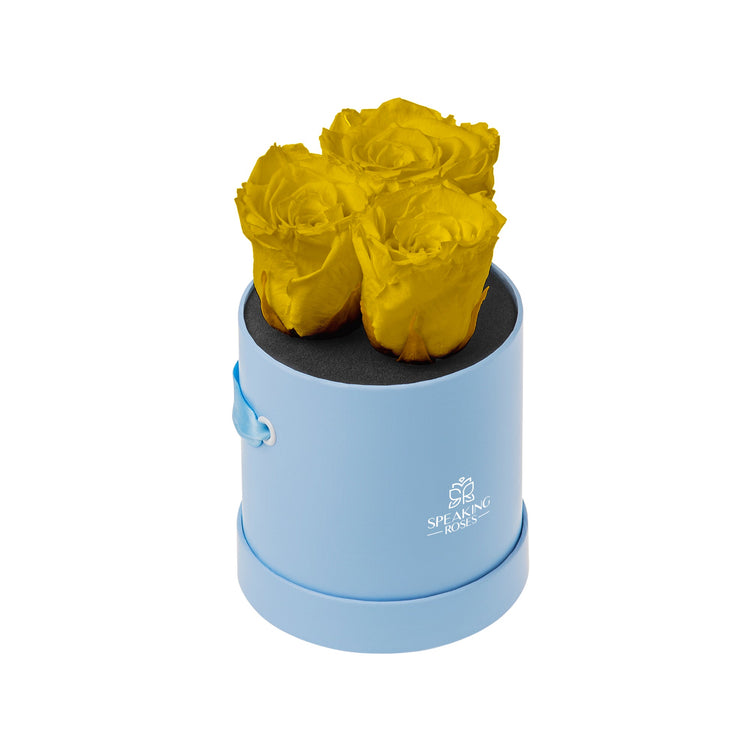 Three yellow roses in a light blue cylindrical box on a white background