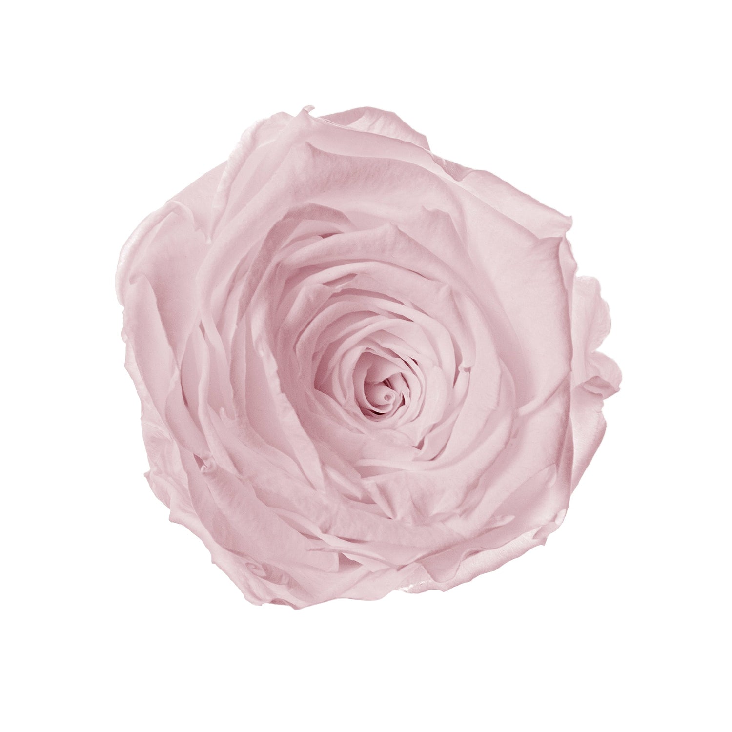 Single light pink rose on a white background