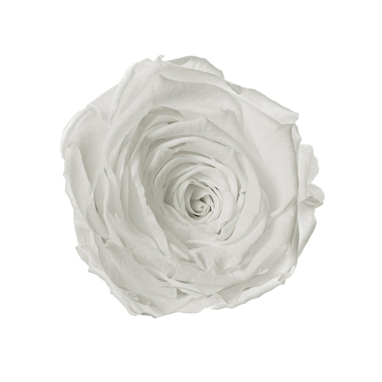 White rose on a white background
