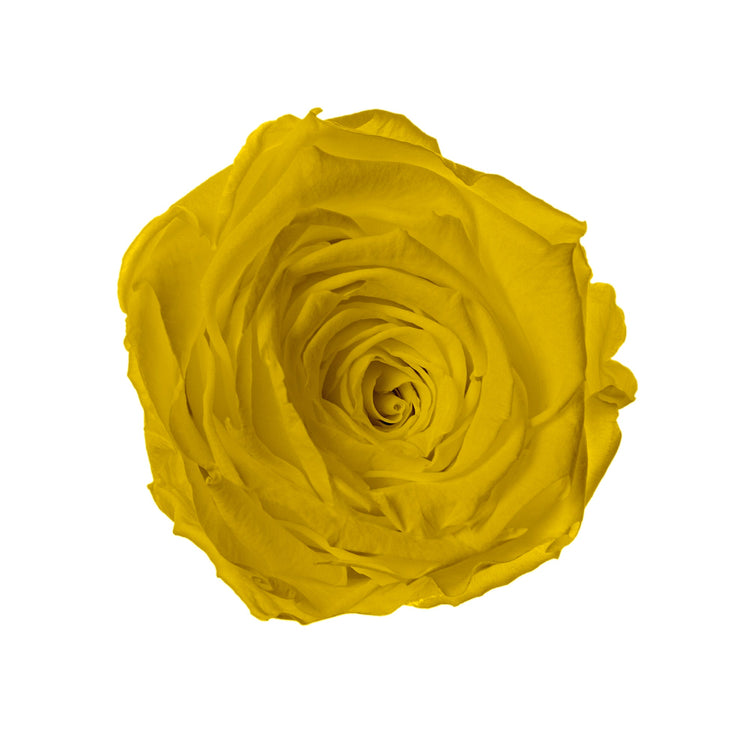 Yellow rose on a white background