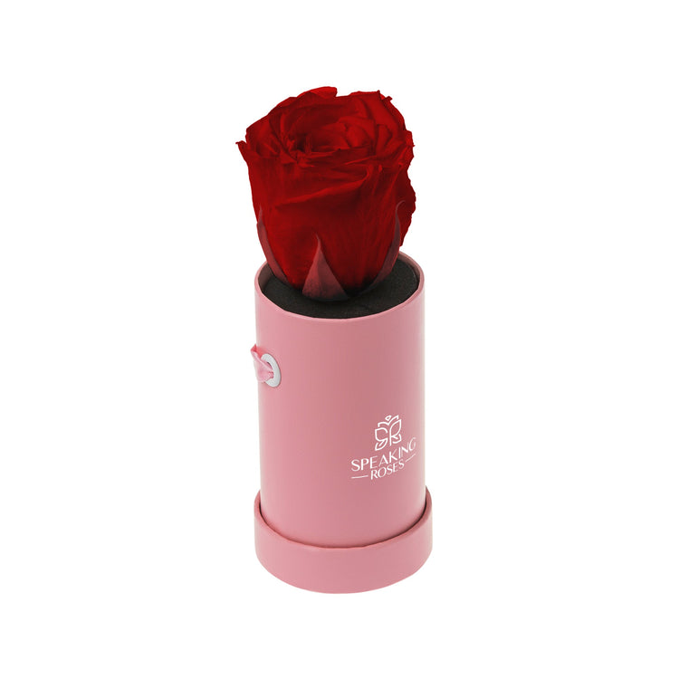 Red rose in a pink cylindrical container with 'Speaking Roses' logo on a white background