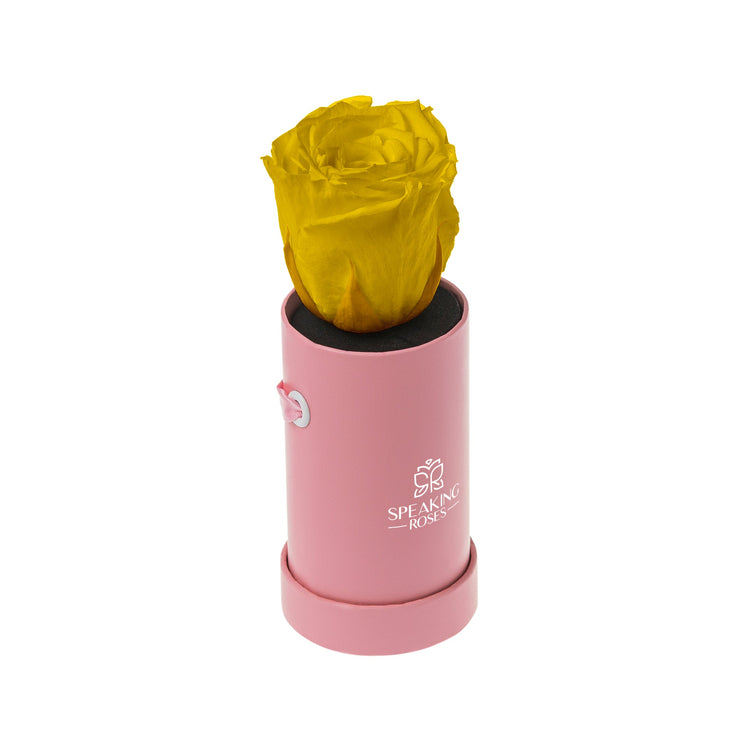 Pink container with a yellow rose inside on a white background